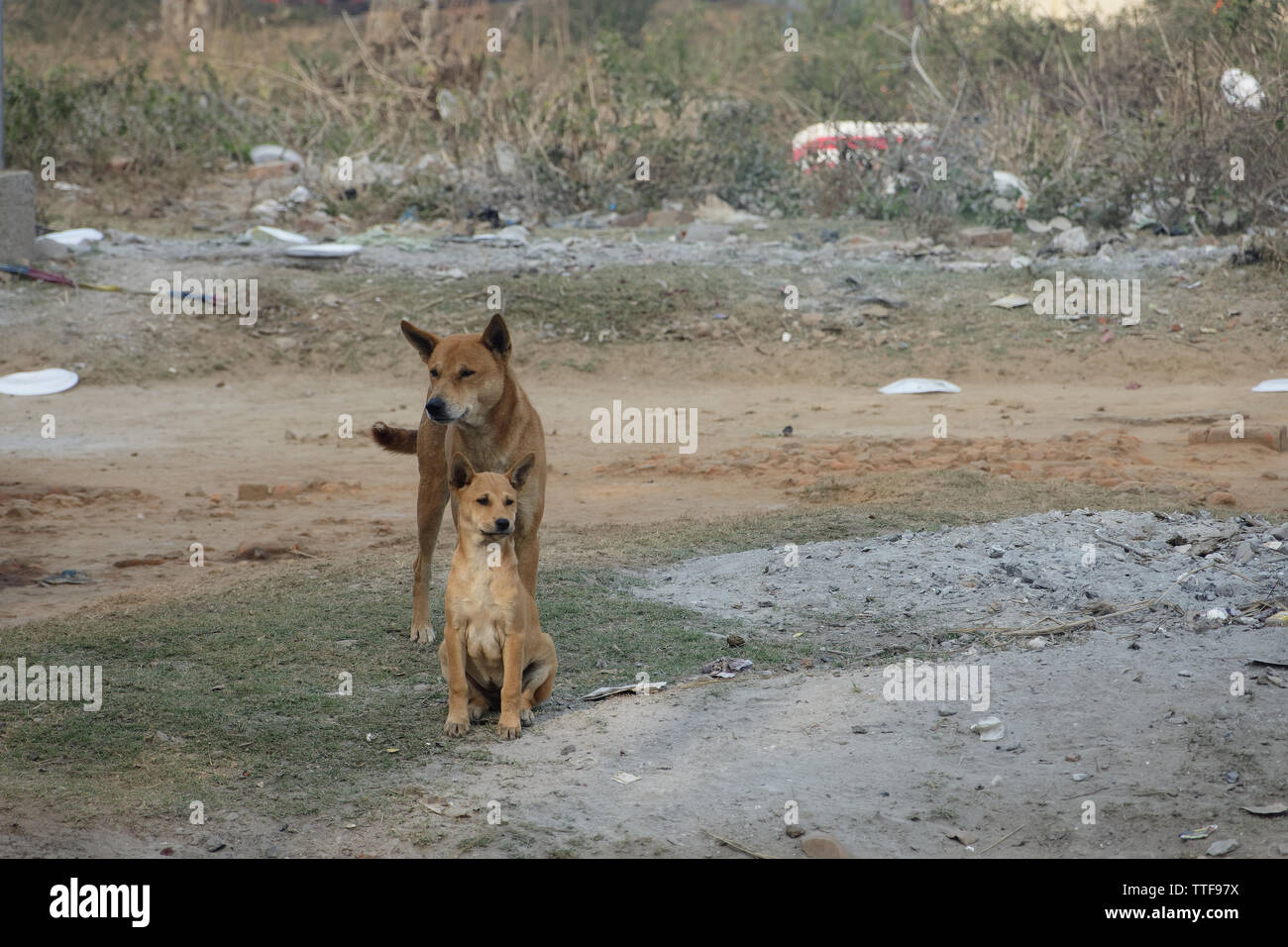 Indische Welpen sitzen vor ihrem Vater auf Landstraßen. Stockfoto