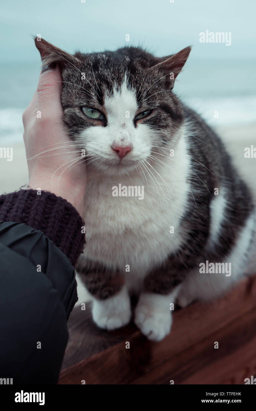 Hand streicheln einer Katze sitzt auf dem Zaun Stockfoto