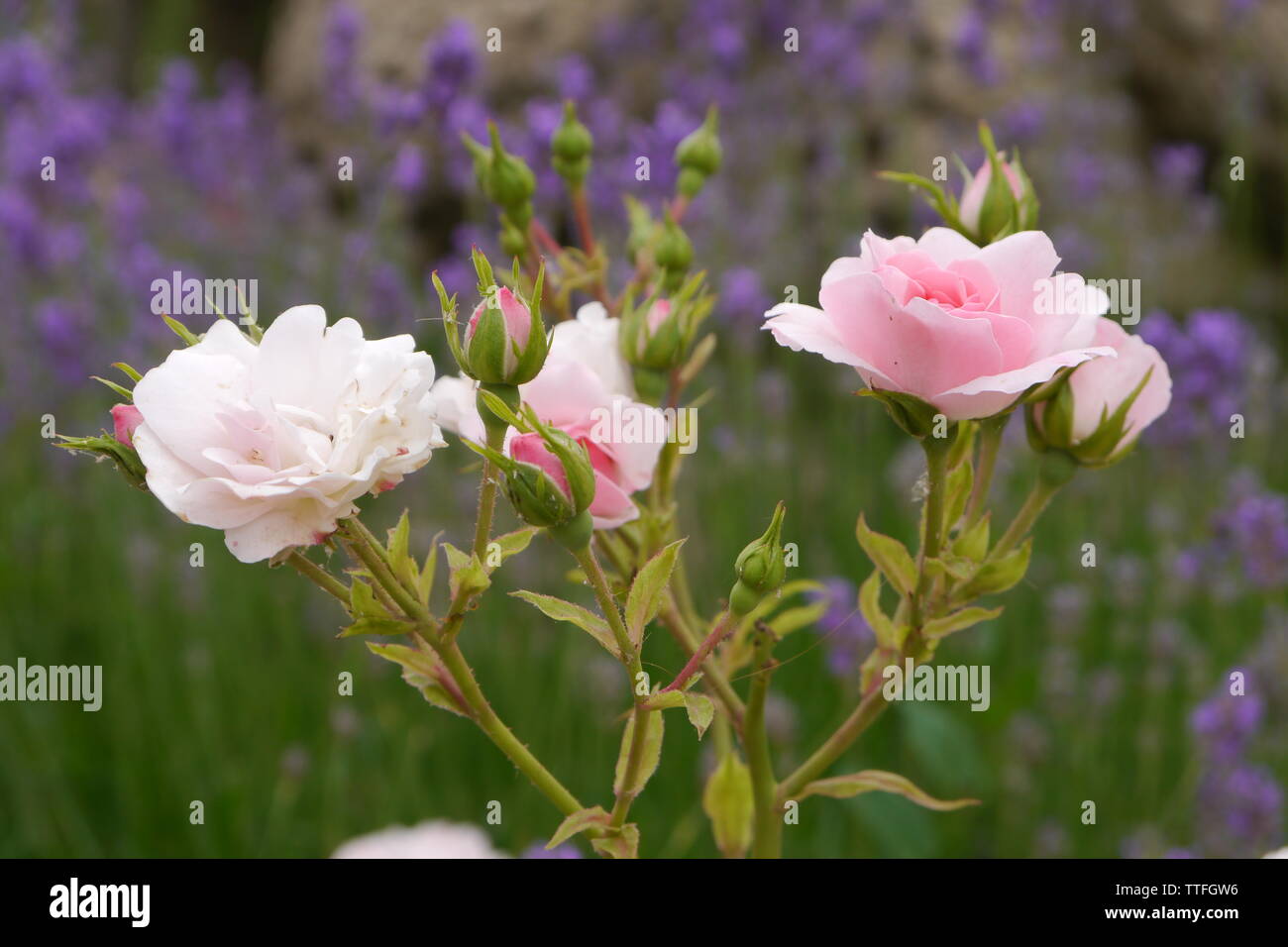 Rosa Rosen mit lila Lavendel im Hintergrund. Stockfoto