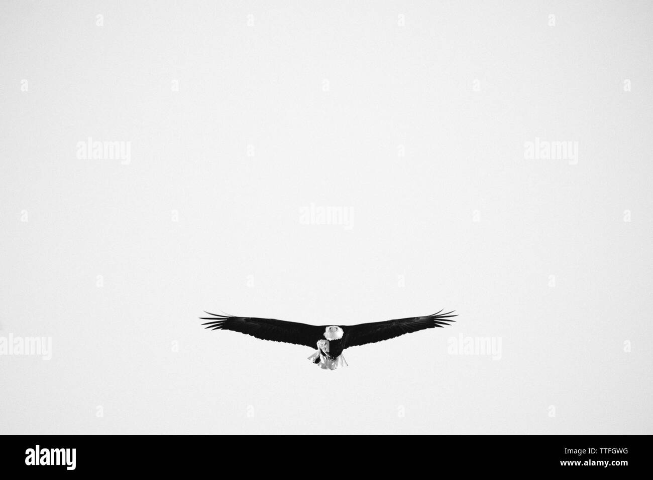 Ein schwarz-weiß Foto von einem Adler fliegen Stockfoto