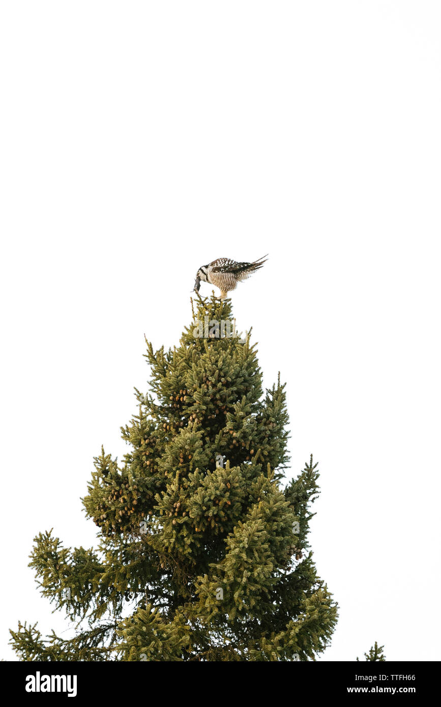 Seitenansicht eines Northern Hawk Owl mit Vole auf der Spitze einer Pinie Stockfoto