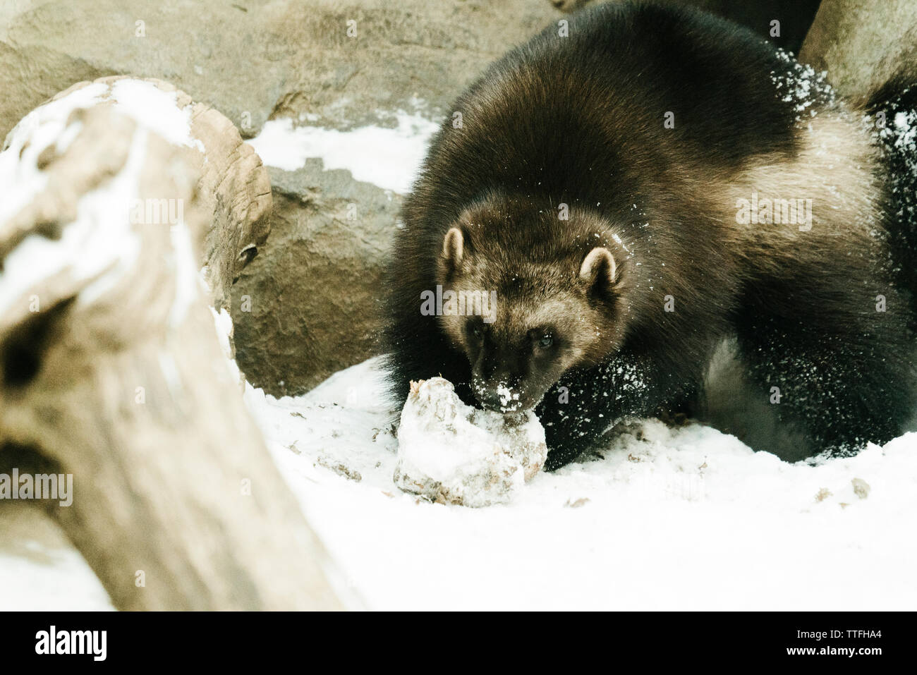 Gerade aus Sicht eines Wolverine essen eine gefrorene Mahlzeit im Schnee Stockfoto