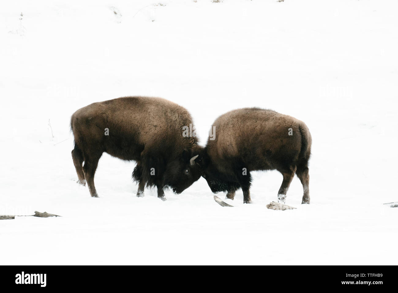 Zwei bison Stiere spielen Kämpfen im Schnee Stockfoto