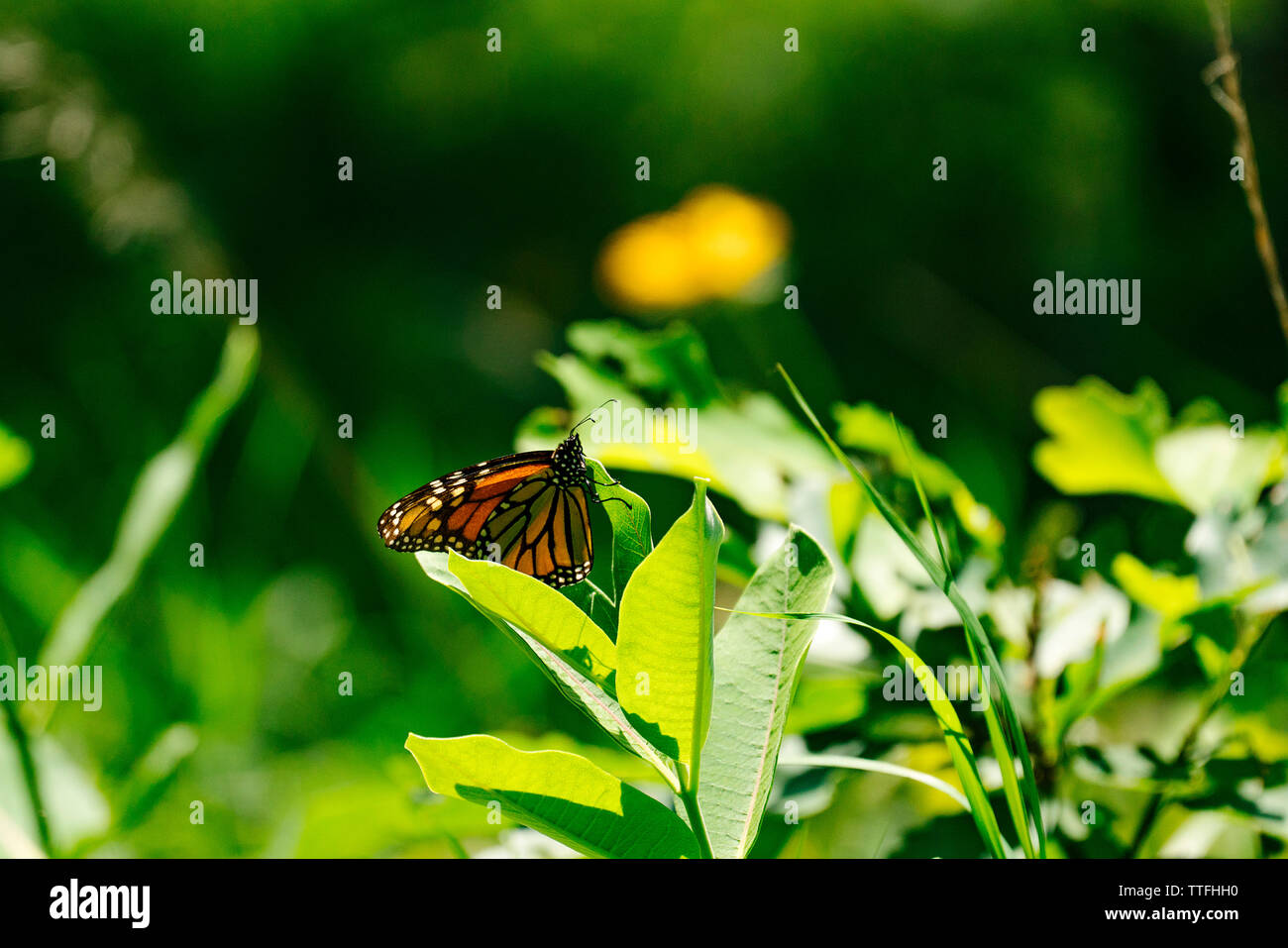 Seitenansicht eines Monarch Butterfly auf milkweed Blatt in einem Feld Stockfoto