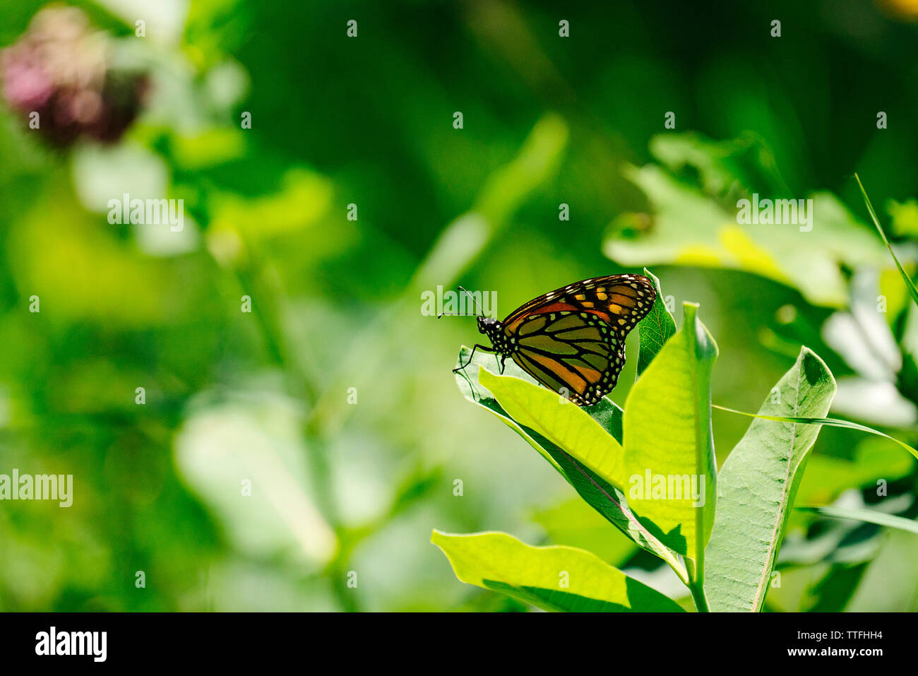 Detailansicht einer Monarch Butterfly auf milkweed Blatt Stockfoto