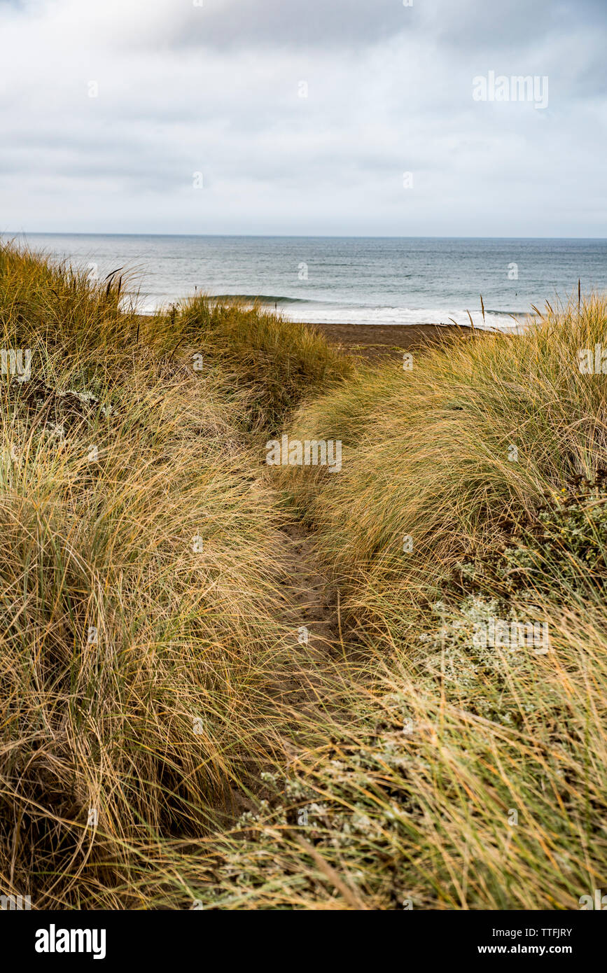 Durch Küsten Gräser zu Strand und Meer Trail Stockfoto