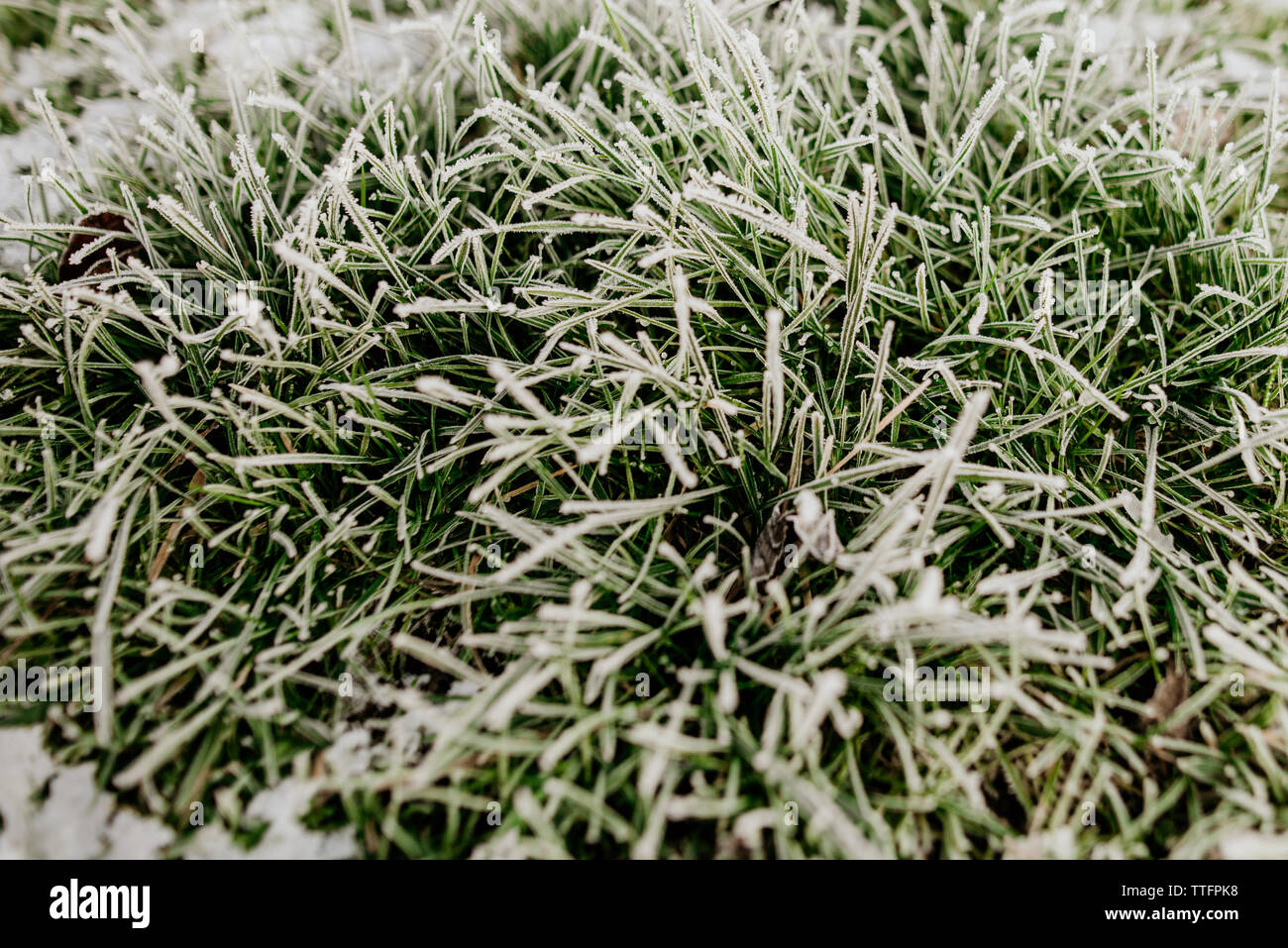 Winter Frost über den Rasen in einem Garten in England Stockfoto