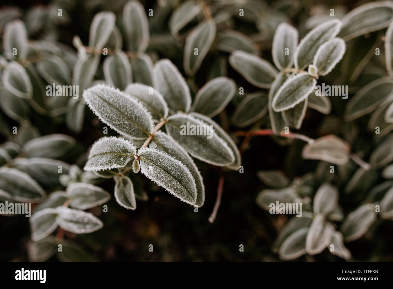 Winter Frost und Eis auf eine immergrüne Pflanze in einen Englischen Garten Stockfoto