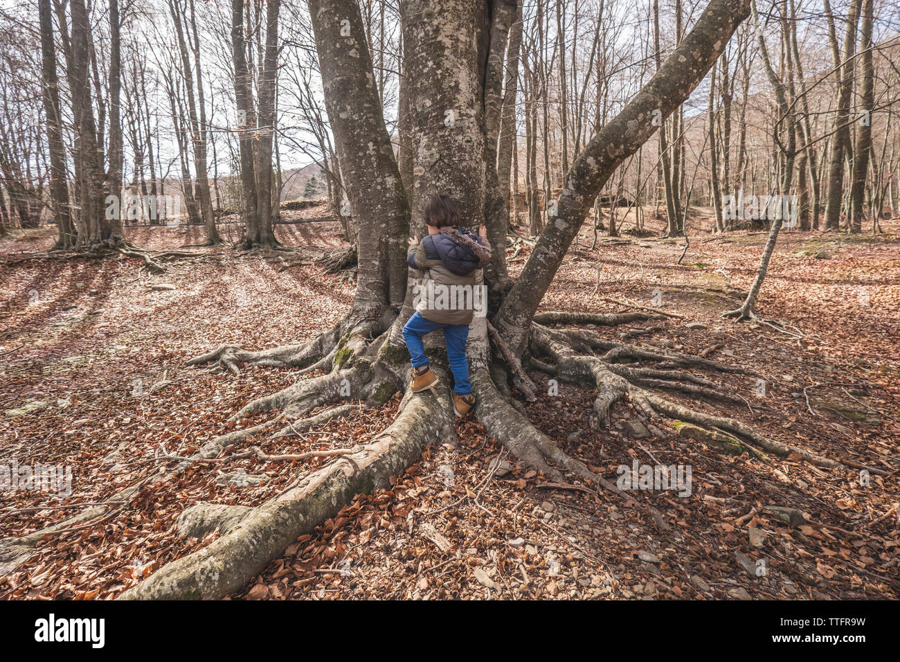 Junge zu Fuß durch den Wald, auf einen Baum im Herbst o Stockfoto