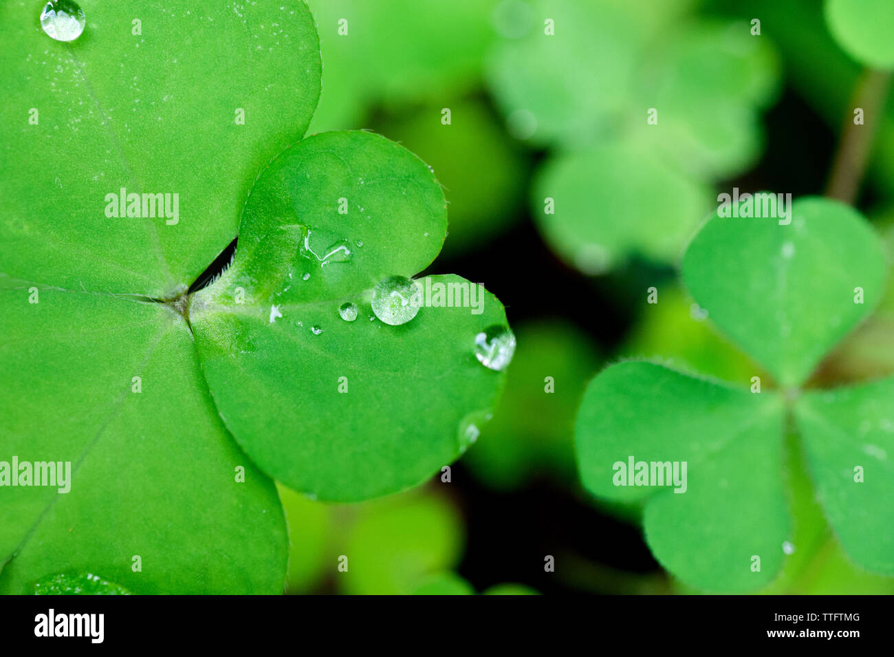 In der Nähe von Wassertropfen auf Four Leaf Clover Stockfoto