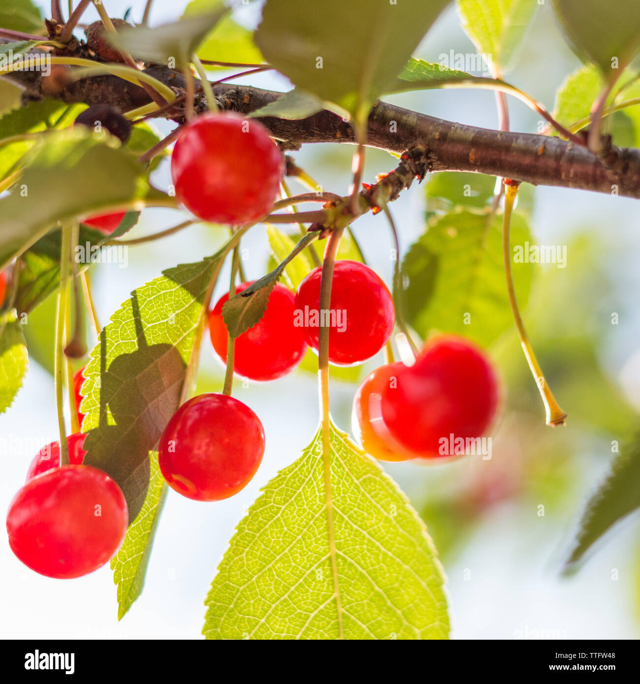 Leuchtend rote Kirschen hingen von einem Zweig der Baumstruktur Stockfoto
