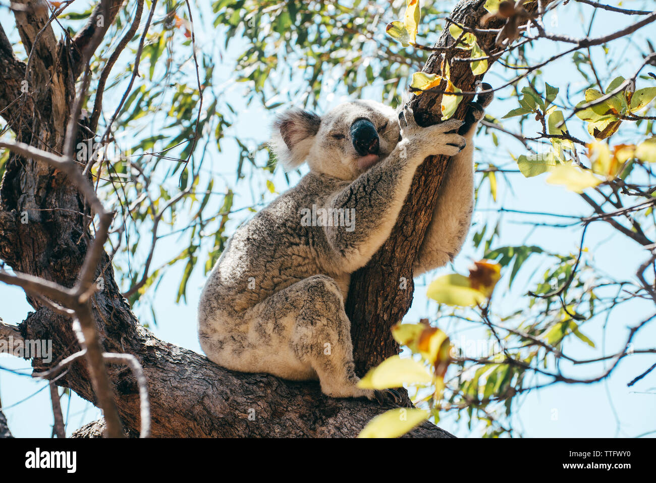 Nach Koala schlafend auf einem Ast in Magnetic Island Stockfoto