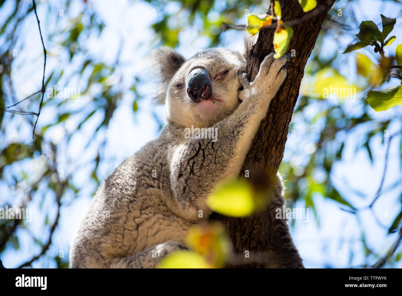 Nach Koala schlafend auf einem Ast in Magnetic Island Stockfoto