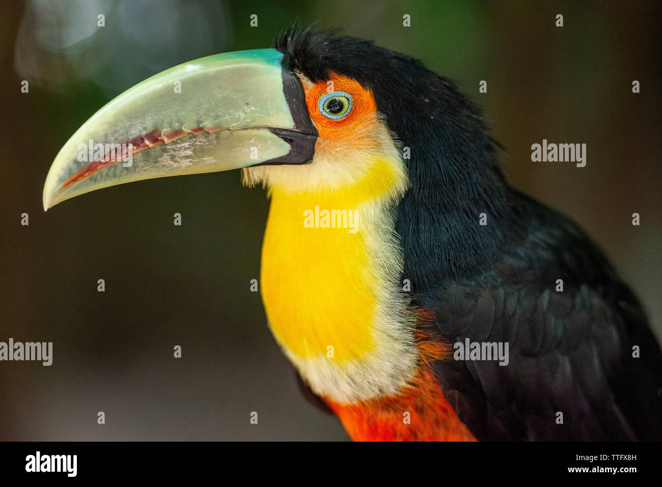 Schönen exotischen tropischen toucan Vogel in der Vogelpark Stockfoto