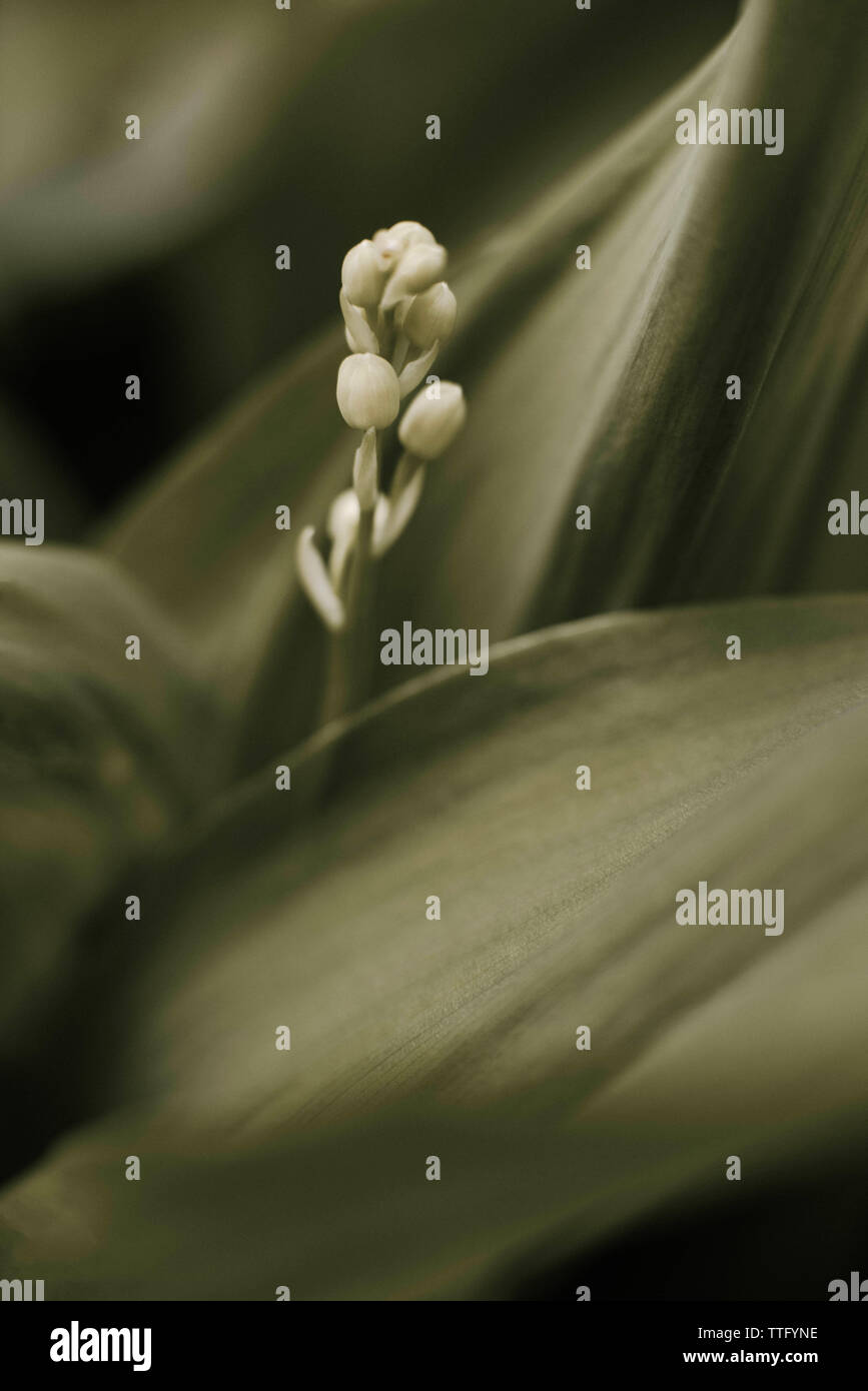 Wild blühende Maiglöckchen im Frühjahr Stockfoto