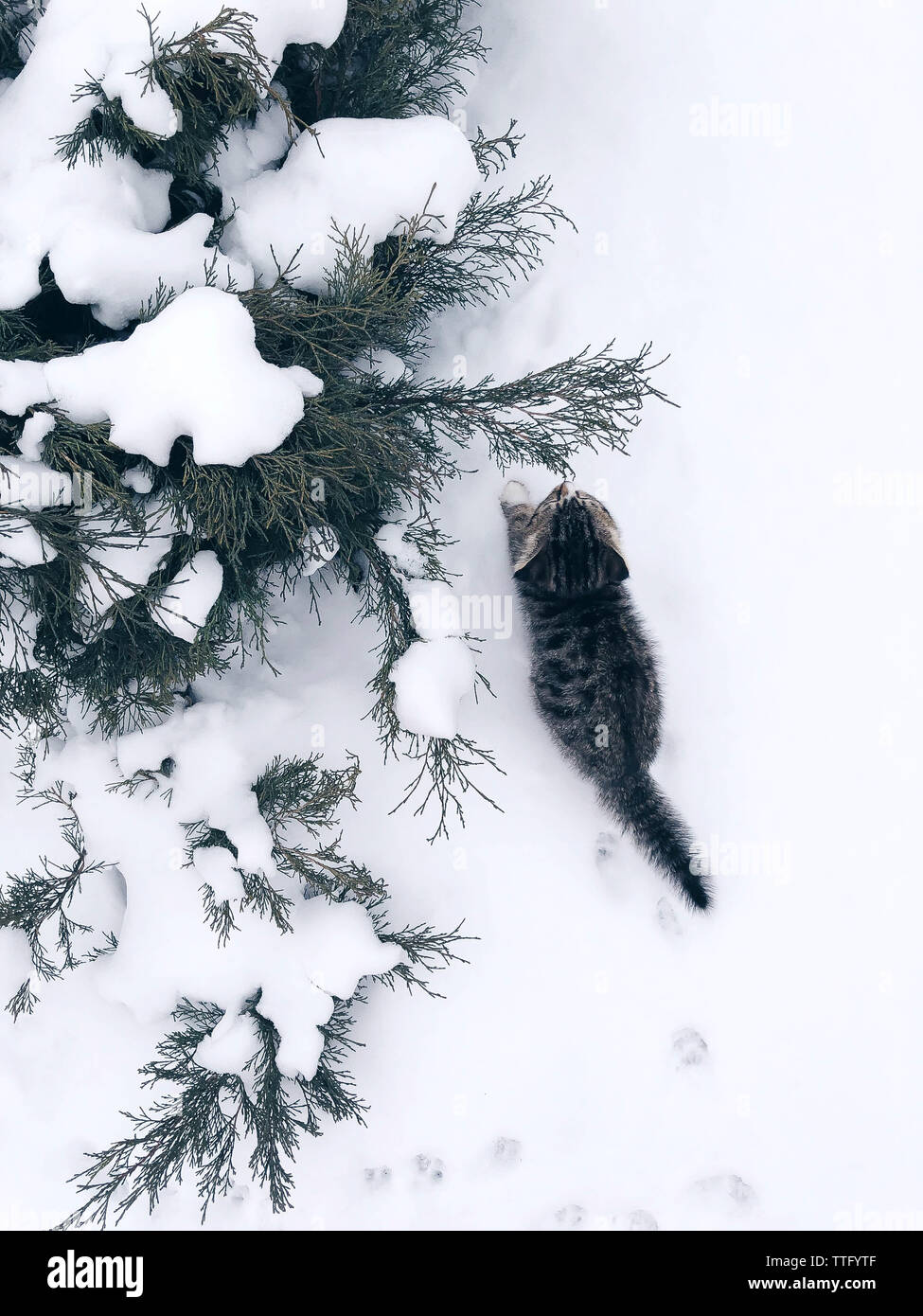 Kleine Katze kitten draußen im Schnee von immergrünen Strauch Stockfoto