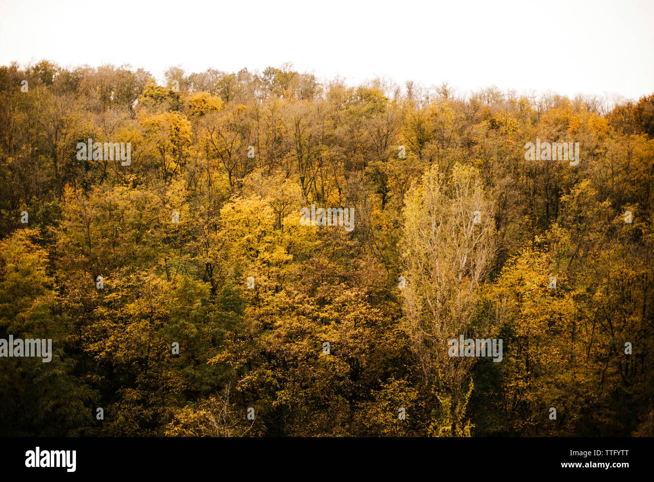 Eine helle gelbe Bäume fangen das Sonnenlicht Anfang Oktober Stockfoto