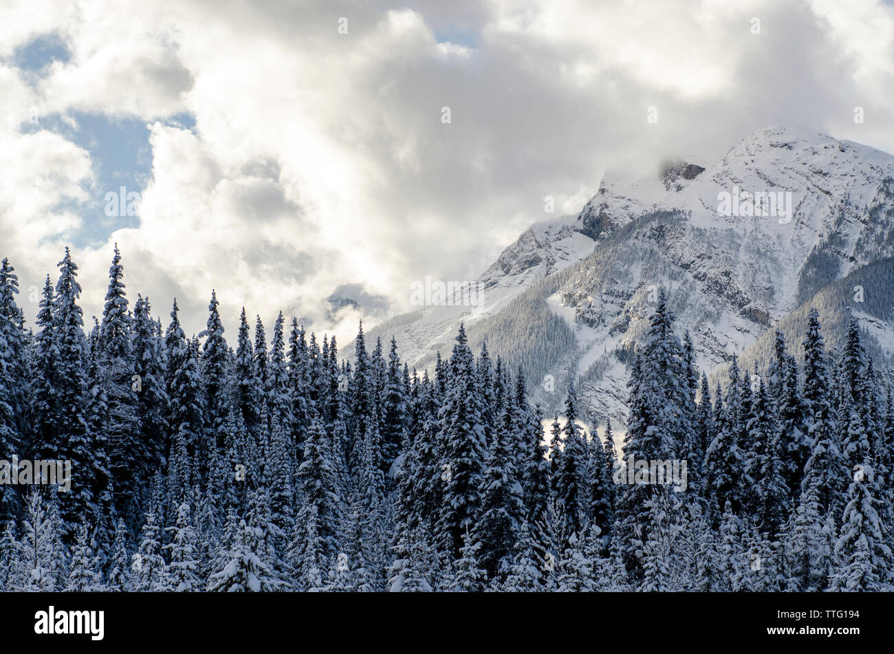 Schnee bedeckt, Pinien und Berge gegen bewölktem Himmel Stockfoto