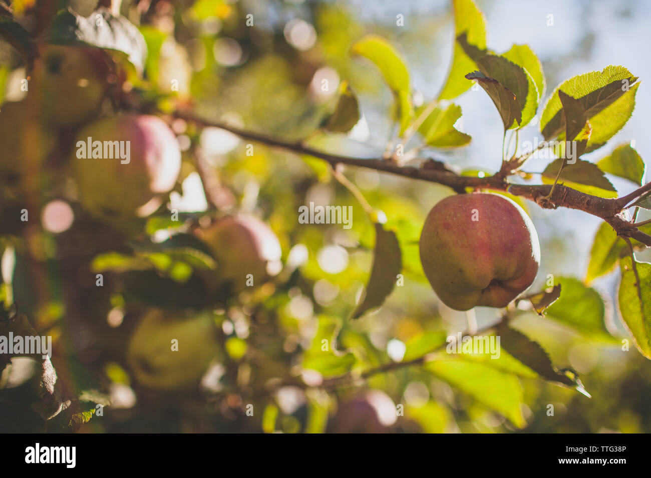 In der Nähe von Apple wächst auf Zweig am Bauernhof Stockfoto