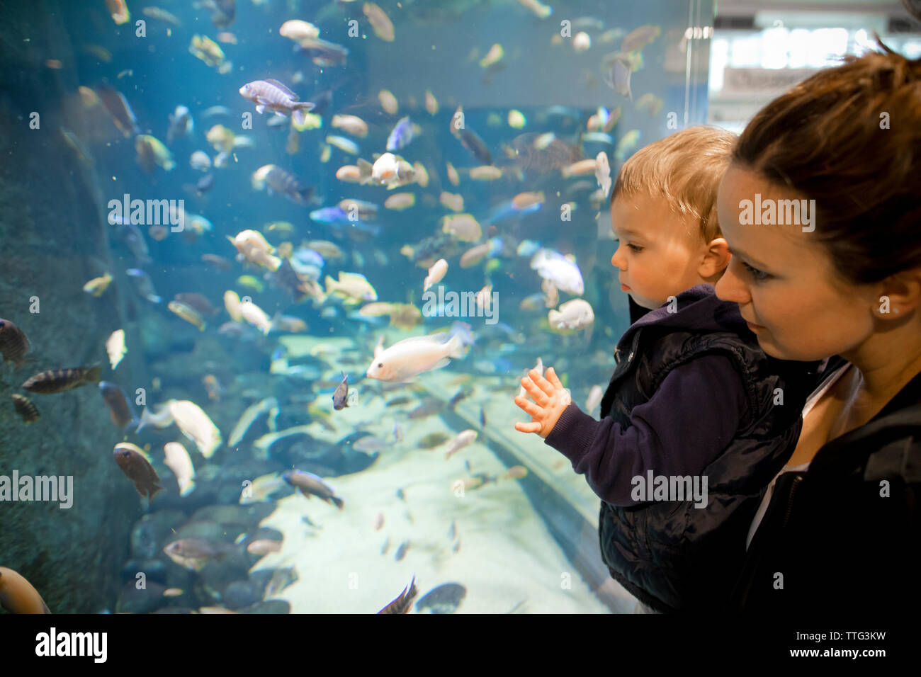 Mutter hält ihr Sohn während Fische im Aquarium suchen Stockfoto