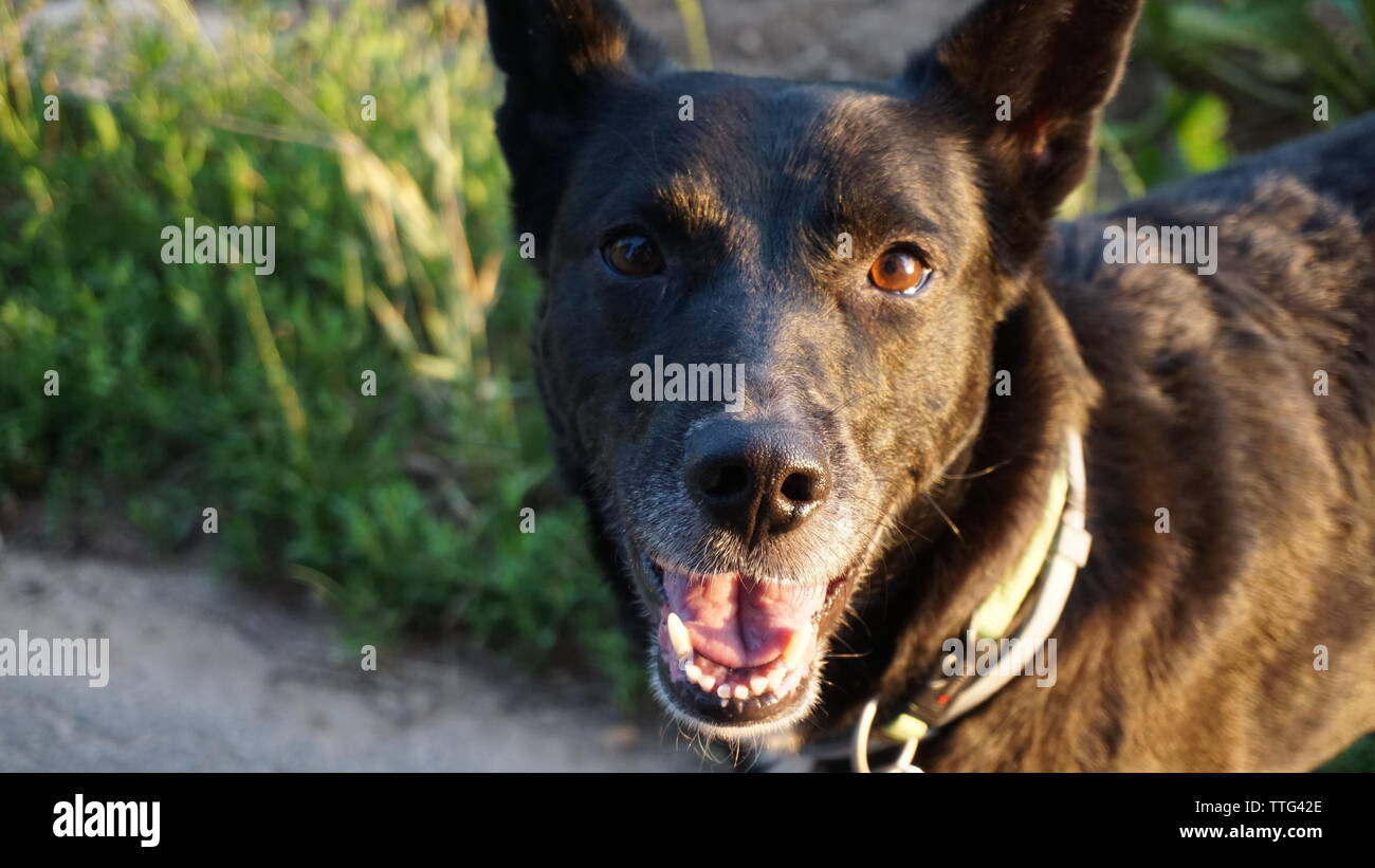 Lächelnd schwarzer Hund mit spitzen Ohren Stockfotografie - Alamy