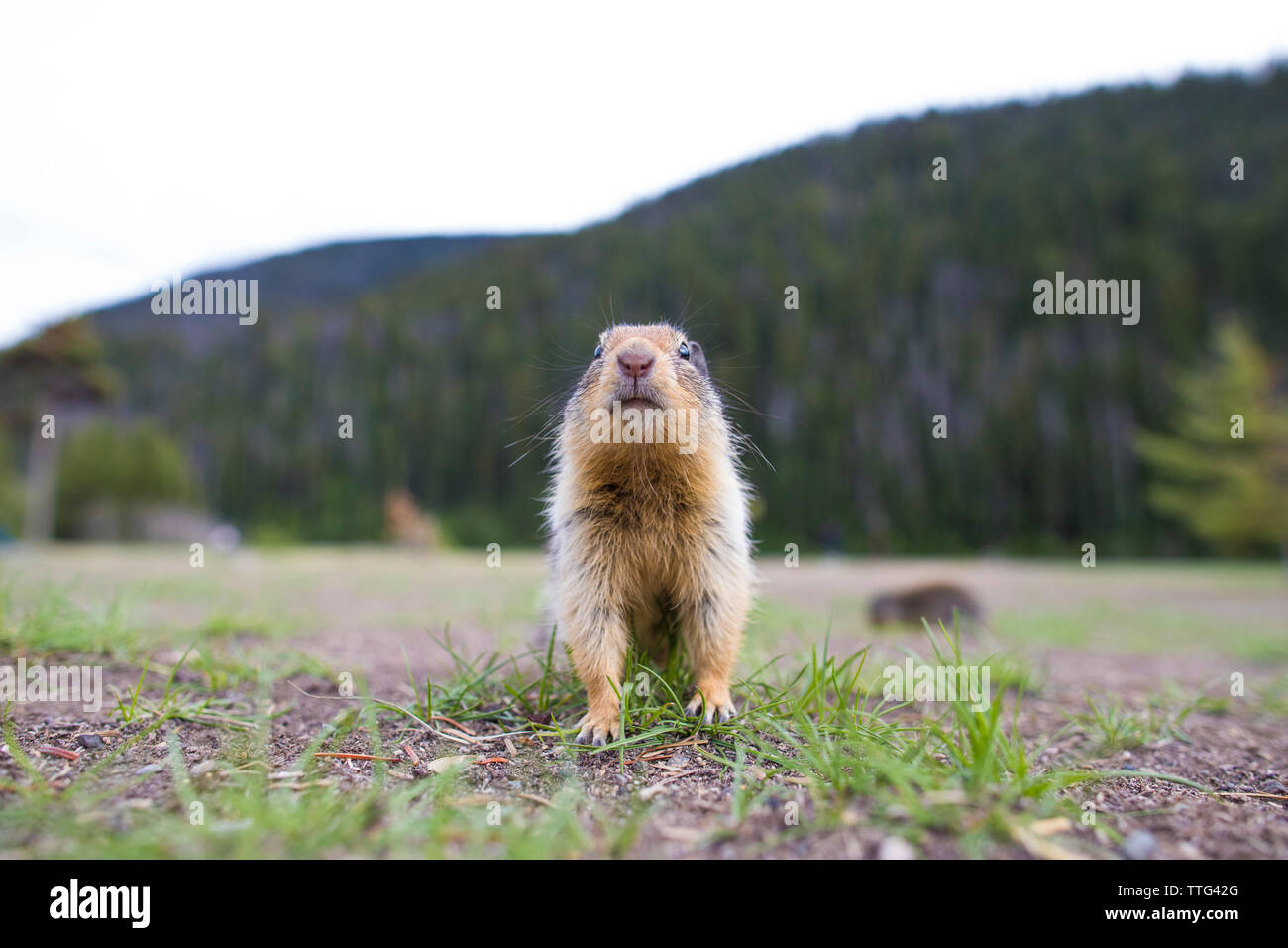 Kolumbianische Erdhörnchen (Urocitellus Columbianus) Stockfoto