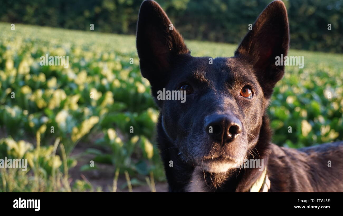 Schwarzer Hund mit spitzen Ohren Stockfotografie - Alamy