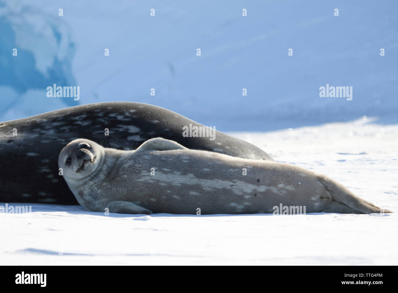 Weddelrobben liegen auf Schnee Stockfoto