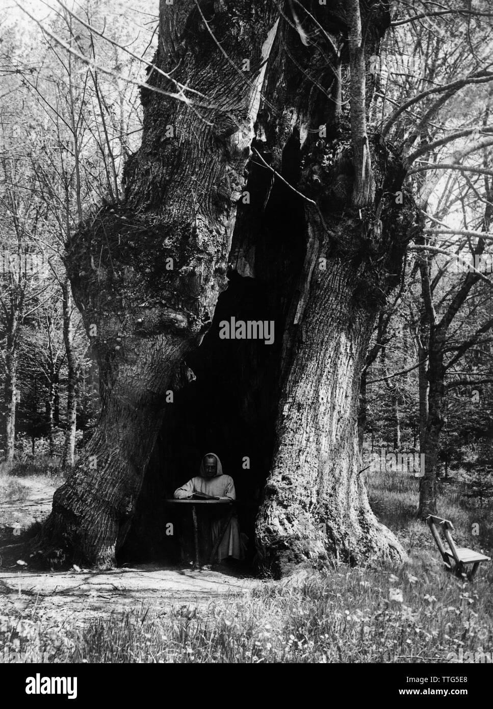 Italien, Toskana, Camaldoli, Mönch in einem großen säkularen Baum im Wald, 1920-30 Stockfoto