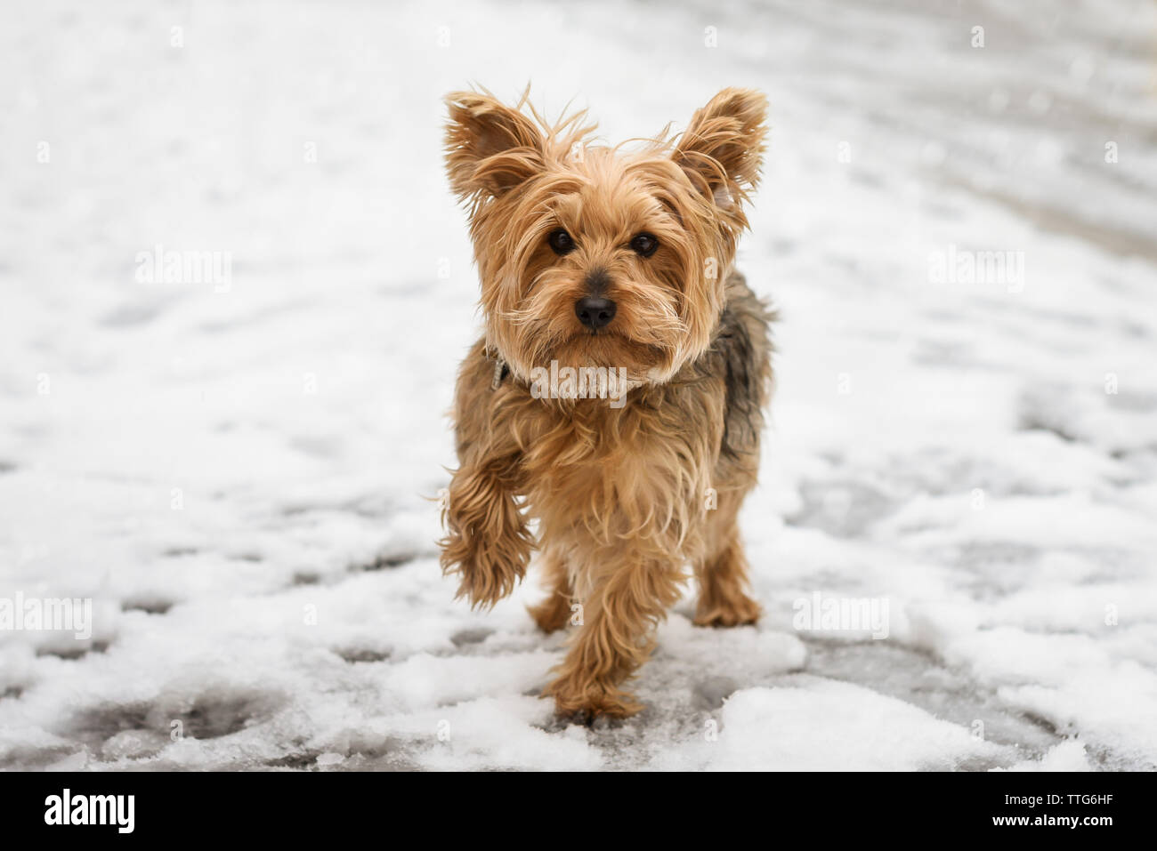 Yorkshire Terrier Hund draußen im Schnee sieht an Kamera Stockfoto