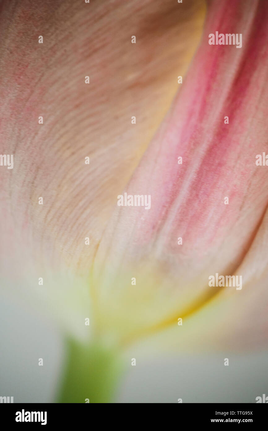 Nahaufnahme einer rosa Tulpe Stockfoto