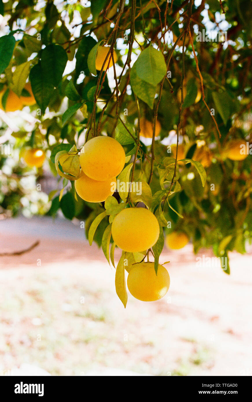 Grapefruits wachsen auf dem Baum Stockfoto