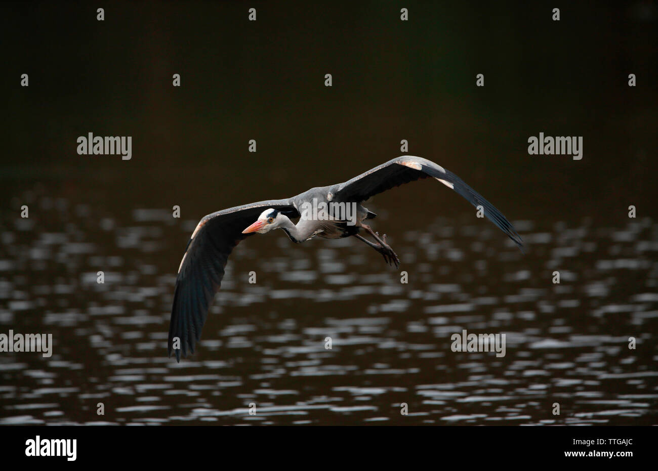 Graureiher - wollaton Hall, Nottingham Stockfoto