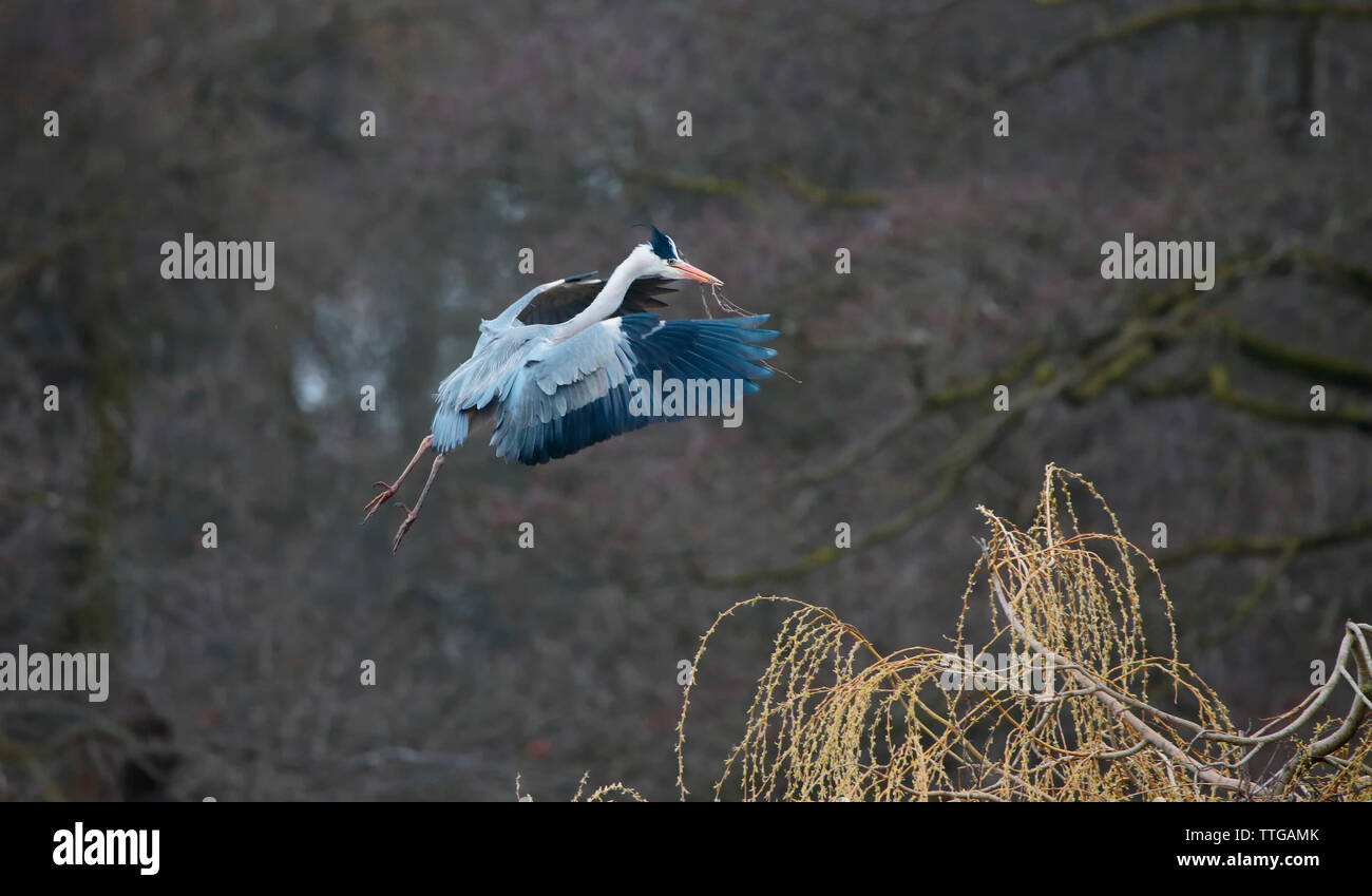 Graureiher - wollaton Hall, Nottingham Stockfoto