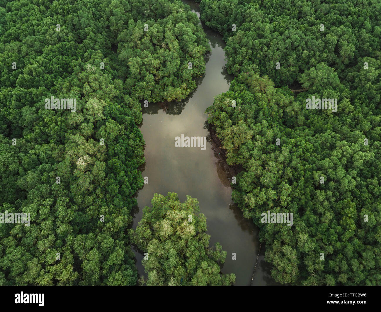 Luftaufnahme der Mangrovenwald Stockfoto