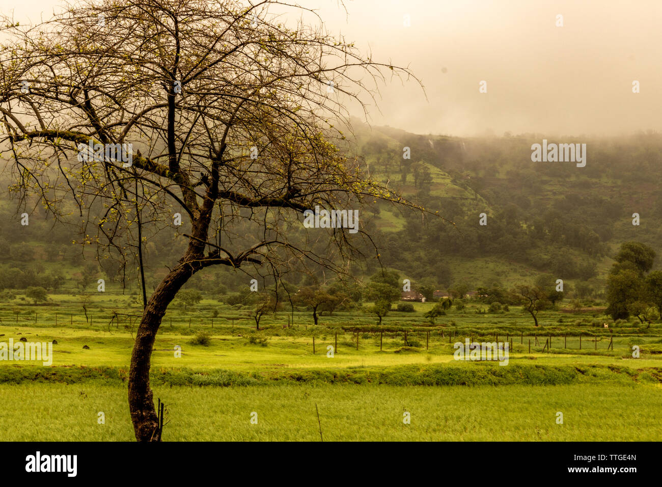 Grün - Regenzeit in Indien - Mumbai/Maharashtra/Indien Stockfoto