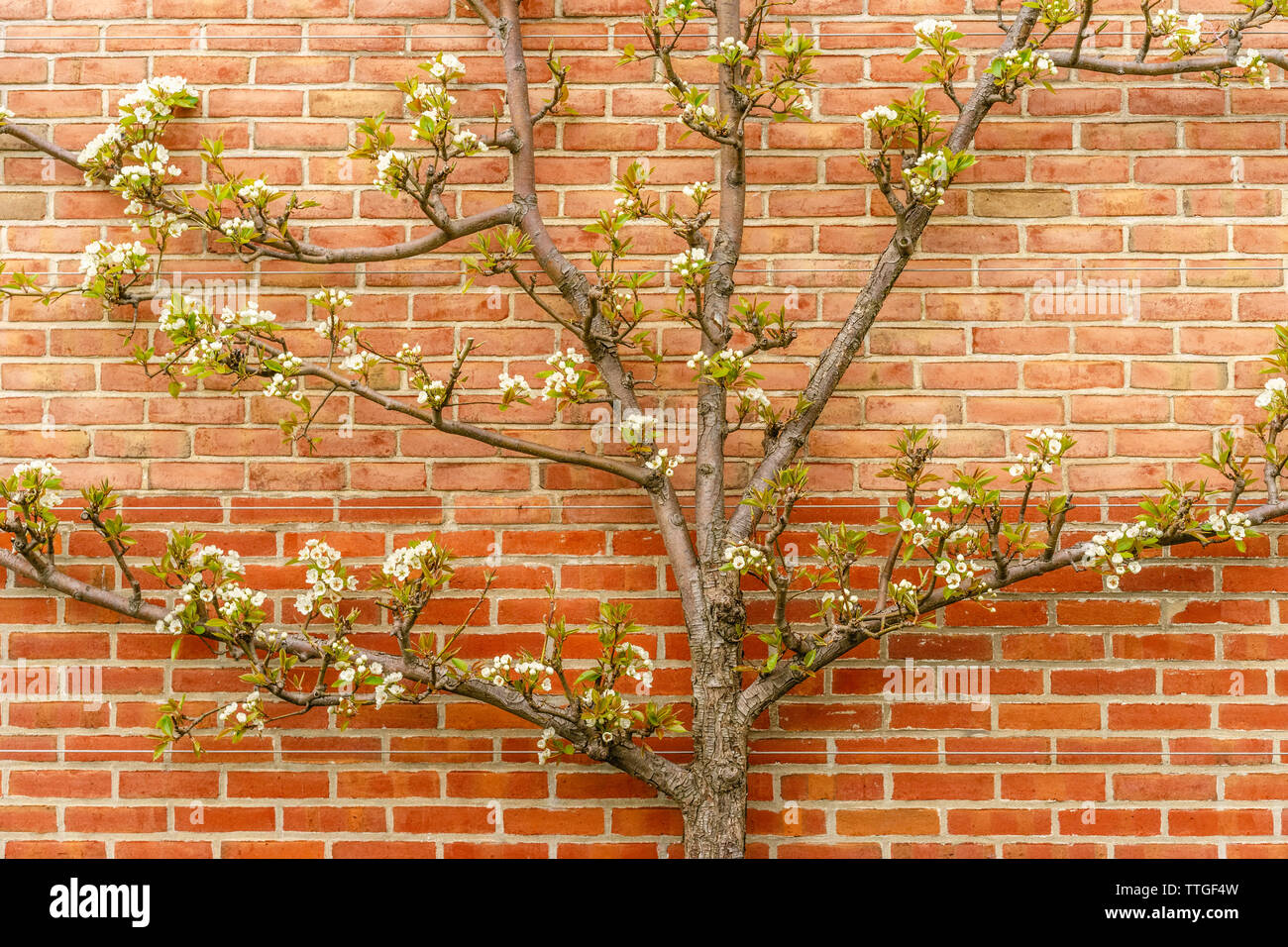 Kieffer Birnbaum (Pyrus Communis "Kieffer") durch die Mauer im Frühjahr Stockfoto