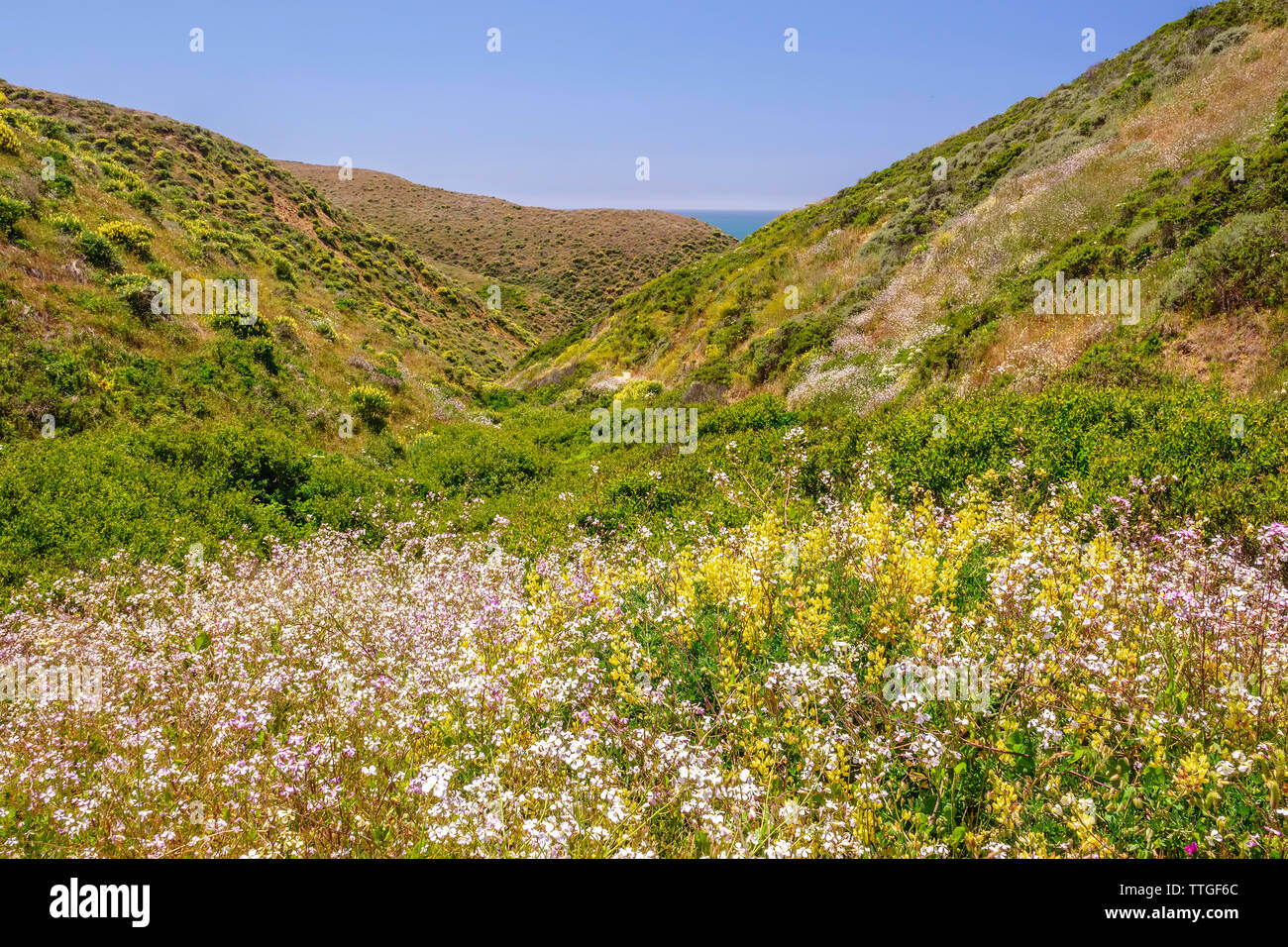 Scenic Frühling, Point Reyes National Seashore, Nordkalifornien Stockfoto