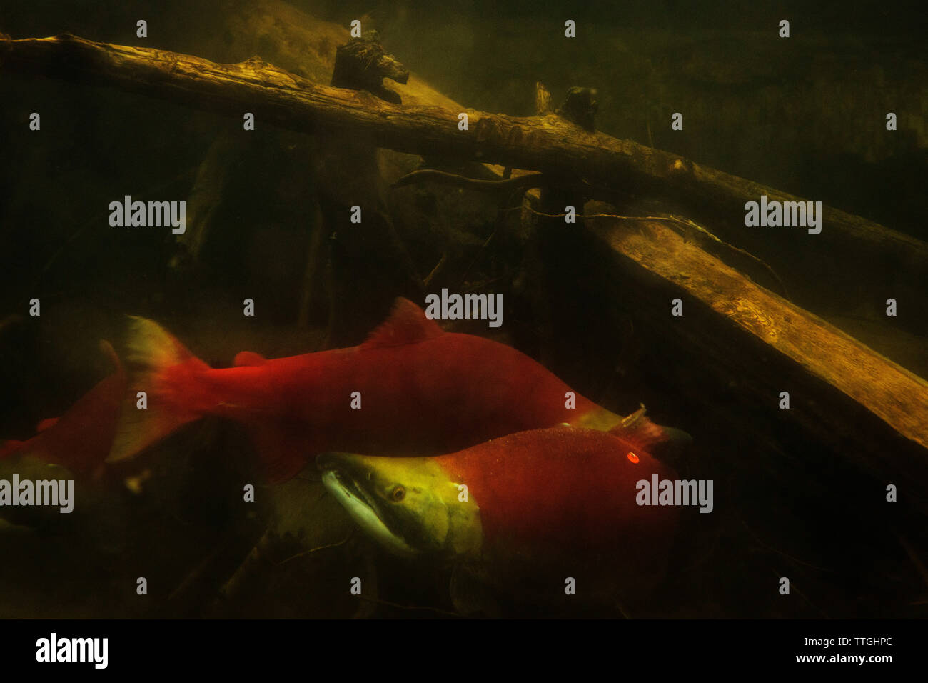 Sockeye Lachse schwimmen in der Adams River. Stockfoto