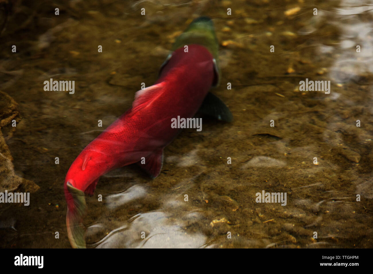 Sockeye Lachse schwimmen in der Adams River. Stockfoto