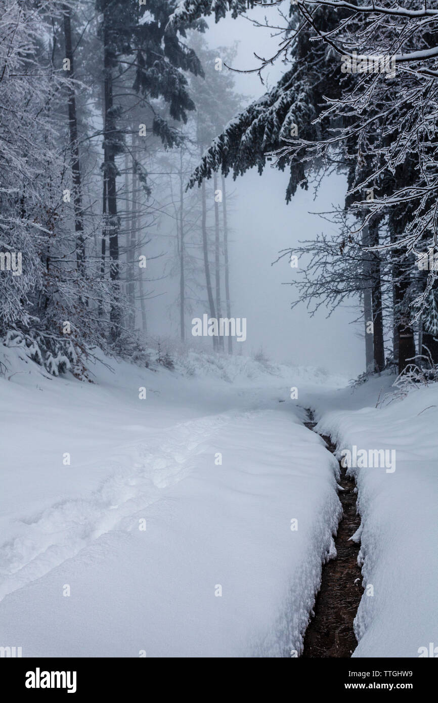 Weiß Winter Wald Stockfoto
