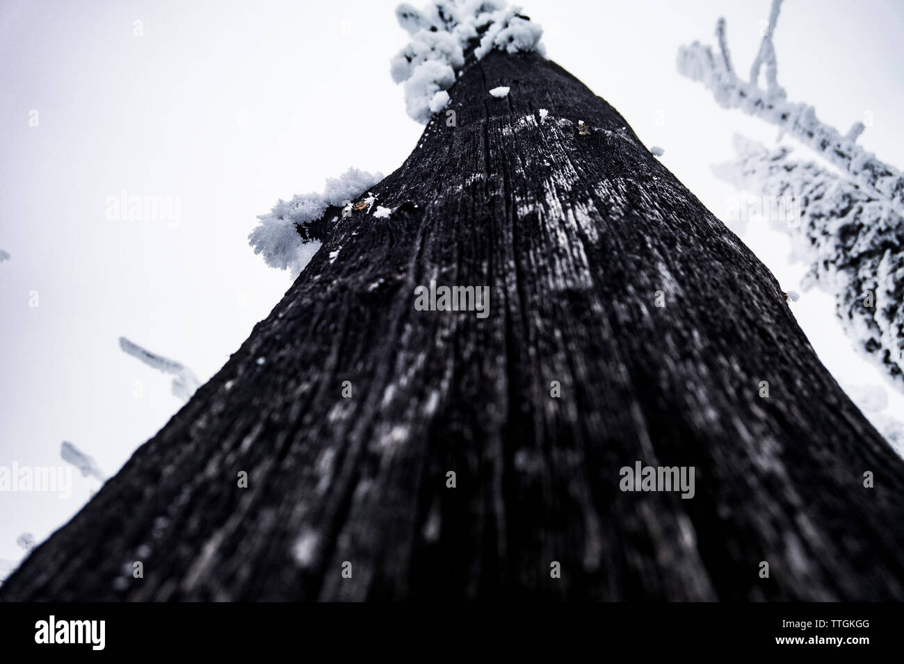 Details eines Toten verwitterter Baum in den alpinen im Winter. Stockfoto