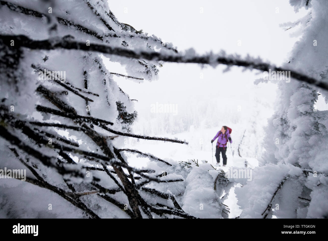 Ein Fokus Frau backcountry skier Skins, von Bäumen eingerahmt. Stockfoto