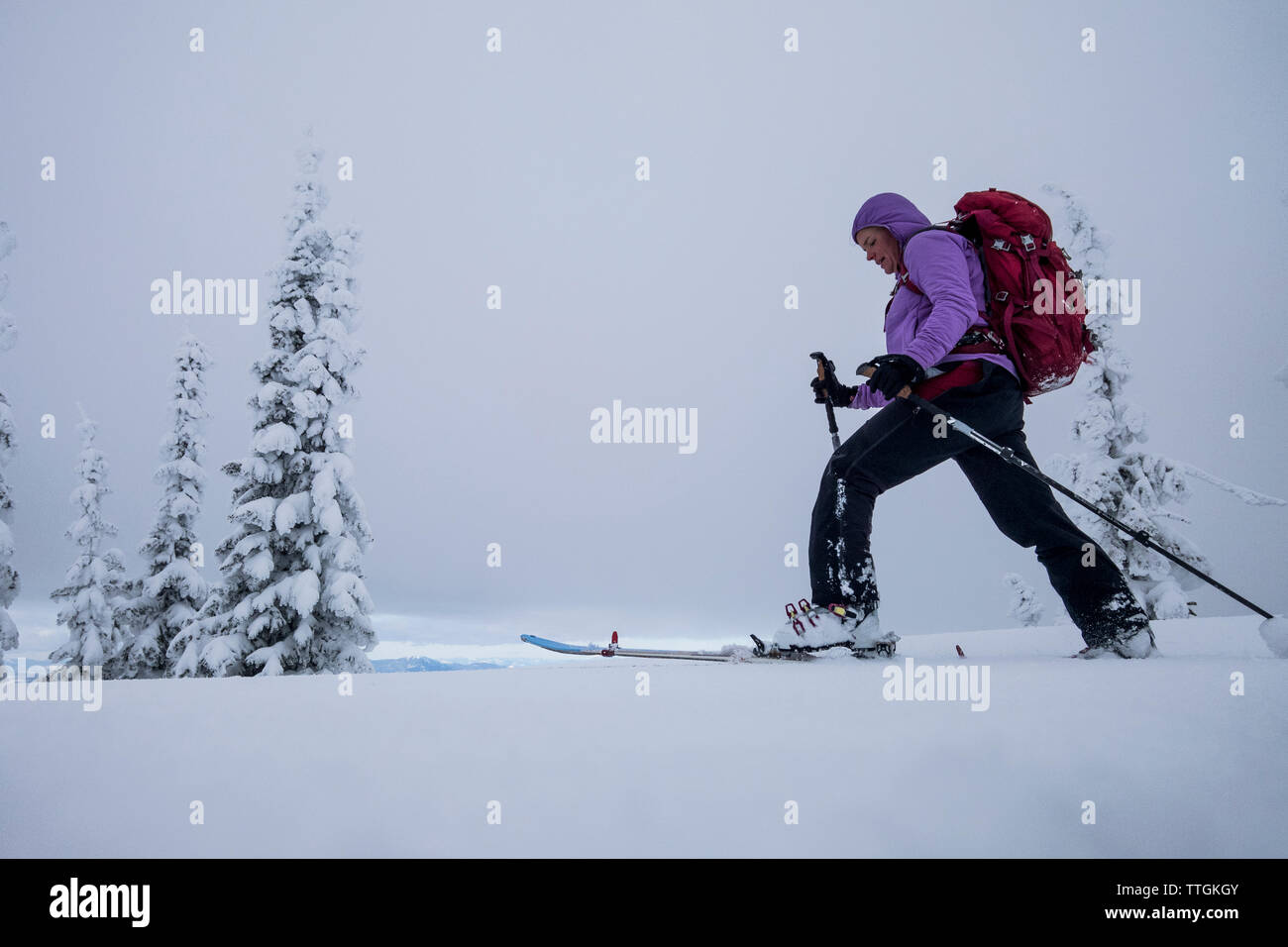 Eine Frau backcountry skier Skins eine Kante in der Rattlesnake Berge Stockfoto