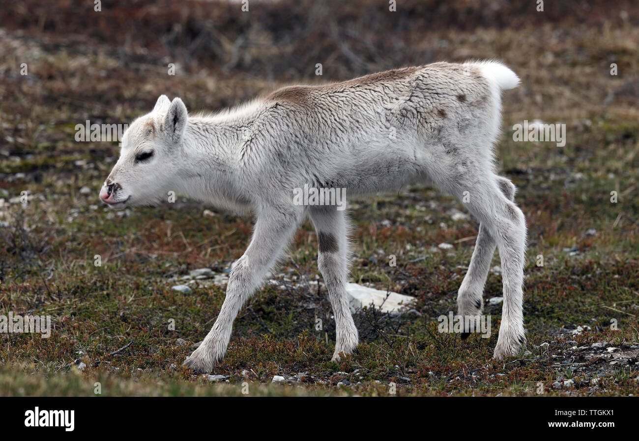 Rentierkalb auf schwedischer Tundra, Sommer. Stockfoto