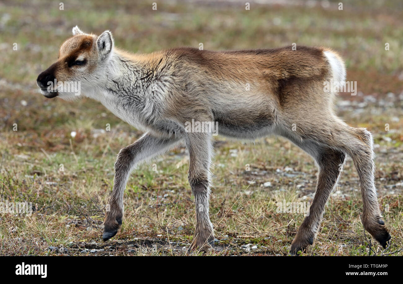 Rentierkalb auf schwedischer Tundra, Sommer. Stockfoto