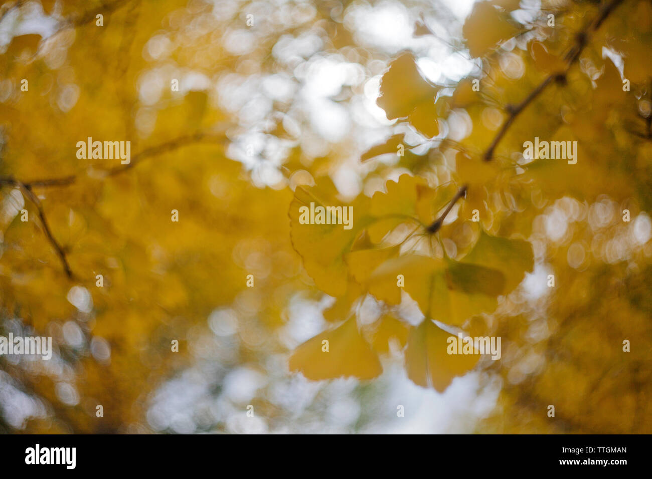 Horizontales Bild eines ginkgo Baum Extremität mit Gelben Blättern Stockfoto