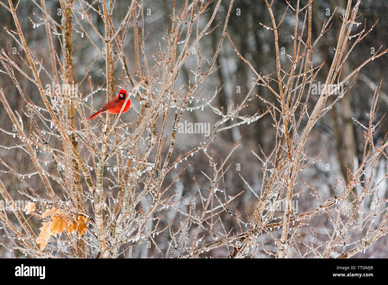 Kardinal in eisigen Ahorn Stockfoto