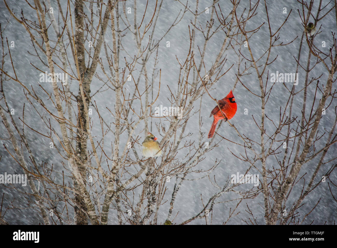 Kardinal im Schnee Stockfoto