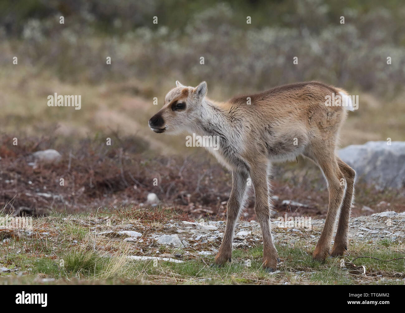 Rentierkalb auf schwedischer Tundra, Sommer. Stockfoto